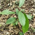 Cacao