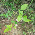 Bucayo