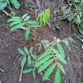 Tefrosia