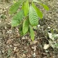 Cacao