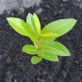 Guava