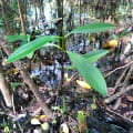 Mangrove Rouge