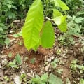 Cacao