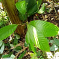 Cacao
