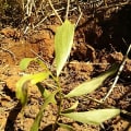 Acacia Mangium