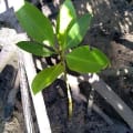Mangrovia Rossa