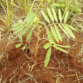 Tephrosia