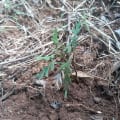 Grevillea