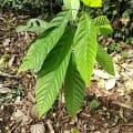 Cacao