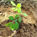 Moringa