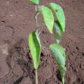 Croton