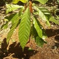 Cacao