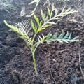 Grevillea