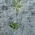 Mangrove Noire