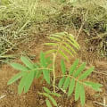 Tefrosia