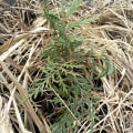 Grevillea