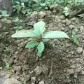 Nimaro