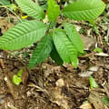Cacaotier