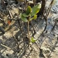 Mangrovia Nera