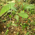 Cacao