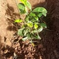 Citronnier