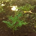 Grevillea