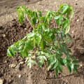 Neem