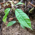 Cacao
