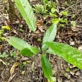 Cacao