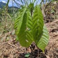 Gnen Cacao