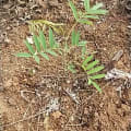 Tefrosia