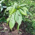 Cacao