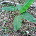 Bananeo 