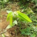 Cacao