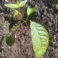 Caoba