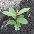 Guava