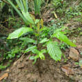 Cacao