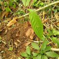 Cacaotier