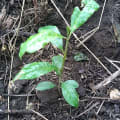 Afrikanische Olive
