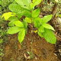 Cacao