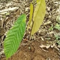 Cacao