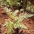 Grevillea
