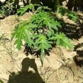 Papaya