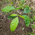 Caoba