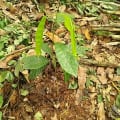 Cacao