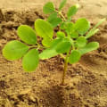 Moringa