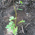 Cassia
