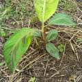 Banane