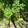 Moringa