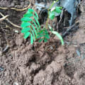 Leucaena